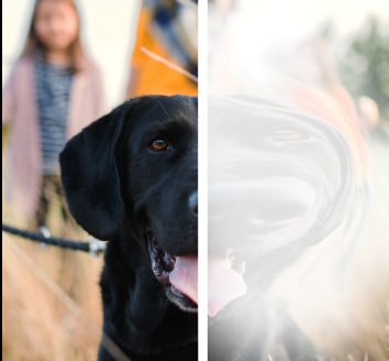 An image of a black Labrador. The image is split into two parts. The left part shows a clear picture, and the right shows a distorted, paler version of the picture.