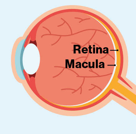 A diagram of the inside of an eye with the retina and macula labeled